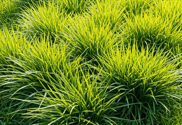 Tell us your yard size & what you need